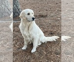 Small #4 English Cream Golden Retriever