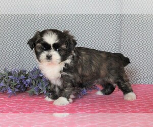 Shih Tzu Puppy for sale in FREDERICKSBURG, OH, USA