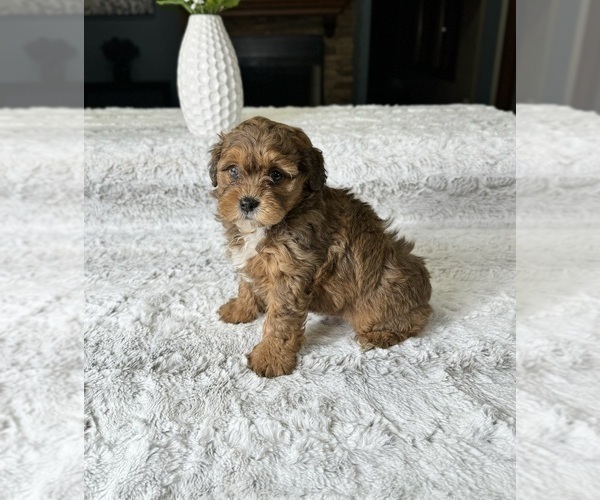 Medium Photo #4 Shorkie Tzu Puppy For Sale in GREENFIELD, IN, USA