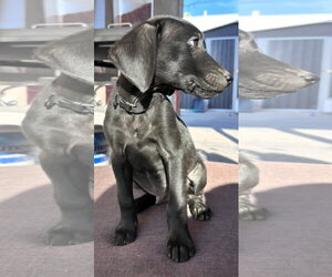 The Duke - Male Mutt Dog for Adoption - Photo #4