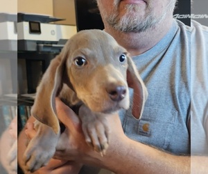 Labmaraner Puppy for Sale in BERESFORD, South Dakota USA