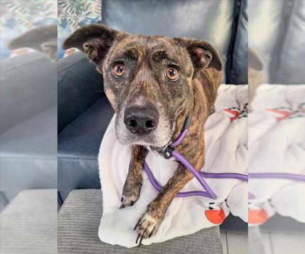 Medium Photo #1 Dachshund-Unknown Mix Puppy For Sale in Woodland, CA, USA