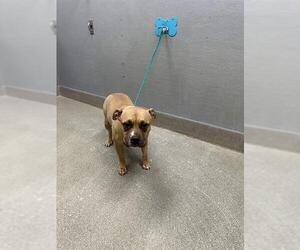 Mutt Dogs for adoption in Las Vegas, NV, USA