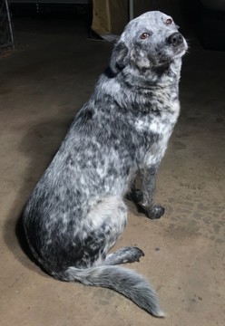 Medium Photo #1 Australian Cattle Dog Puppy For Sale in GRANTS PASS, OR, USA