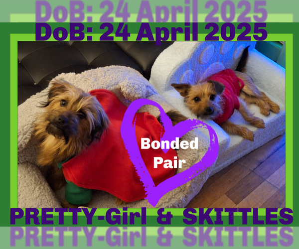 Medium Photo #1 Mutt Puppy For Sale in Sebec, ME, USA