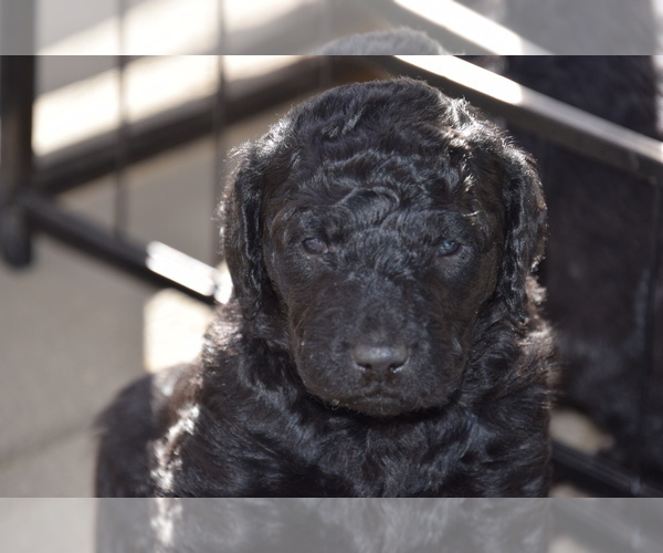 Medium Photo #1 Goldendoodle Puppy For Sale in SPIRO, OK, USA