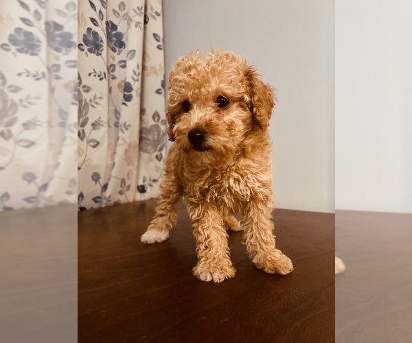 Medium Photo #11 Poodle (Toy) Puppy For Sale in DURHAM, CT, USA