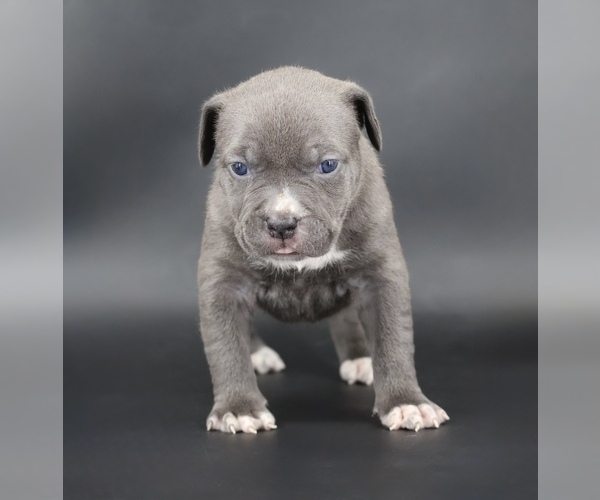 Medium Photo #1 American Bully Puppy For Sale in CHAMPAIGN, IL, USA