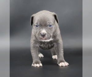 American Bully Puppy for sale in CHAMPAIGN, IL, USA