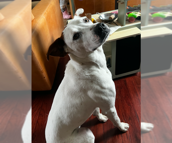 Medium Photo #2 Pointer-Unknown Mix Puppy For Sale in Decatur, GA, USA