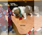 Puppy Puppy 1 White Saint Bernard