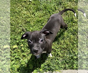 Australian Shepherd-Staffordshire Bull Terrier Mix Dogs for adoption in Davis, CA, USA