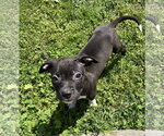 Small Australian Shepherd-Staffordshire Bull Terrier Mix