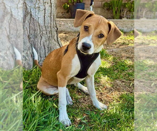 Medium Photo #2 Black Mouth Cur-Labrador Retriever Mix Puppy For Sale in San Diego, CA, USA