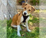 Small #1 Black Mouth Cur-Labrador Retriever Mix