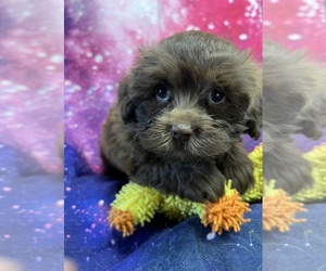 Havanese Puppy for sale in LIVONIA, MI, USA