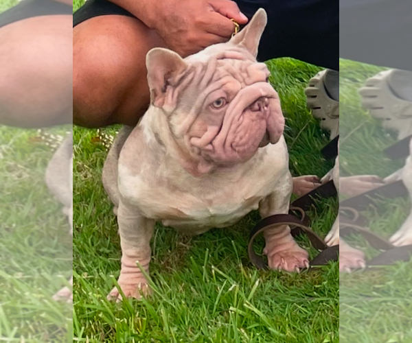 Medium Photo #1 French Bulldog Puppy For Sale in LANCASTER, KY, USA