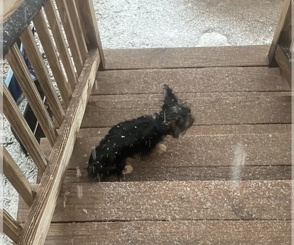 Medium Photo #7 Biewer Terrier Puppy For Sale in POTTSTOWN, PA, USA