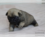 Small #7 Pug