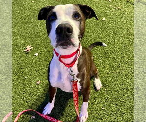 Pete - Male American Bulldog-Labrador Retriever Mix Dog for Adoption - Photo #7