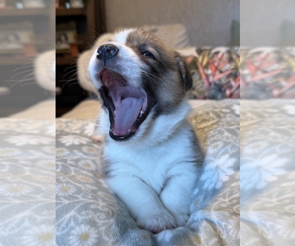 Medium Photo #22 Pembroke Welsh Corgi Puppy For Sale in GRAND RAPIDS, MI, USA