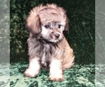 Small Photo #9 Maltipoo Puppy For Sale in MOMEYER, NC, USA