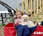 Small Photo #21 Maltese Puppy For Sale in OCKLAWAHA, FL, USA