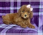 Small #13 Poodle (Miniature)
