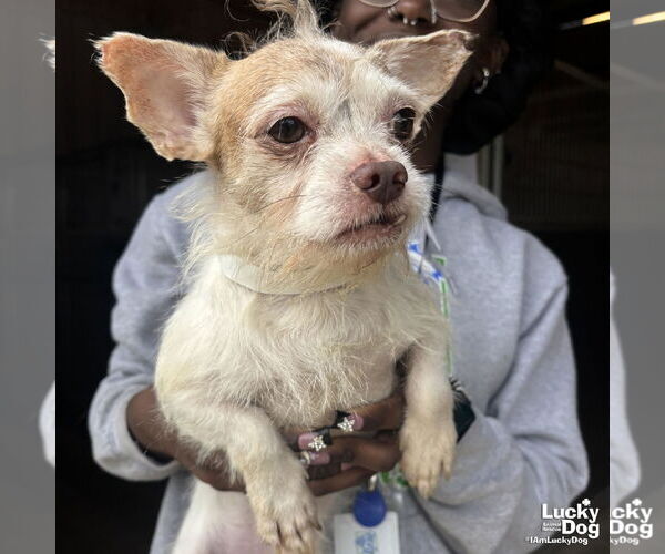 Medium Photo #3 Chihuahua-Unknown Mix Puppy For Sale in Washington, DC, USA