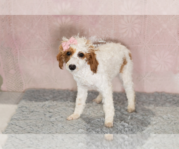 Medium Photo #5 Poodle (Miniature) Puppy For Sale in MILLERSBURG, IN, USA