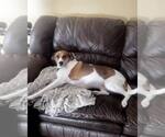 Small #1 English Foxhound-Labrador Retriever Mix