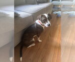 Small #4 Labrador Retriever Mix