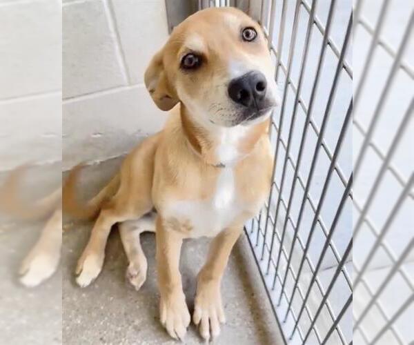 Medium Photo #2 Labrador Retriever-Unknown Mix Puppy For Sale in Houston, TX, USA