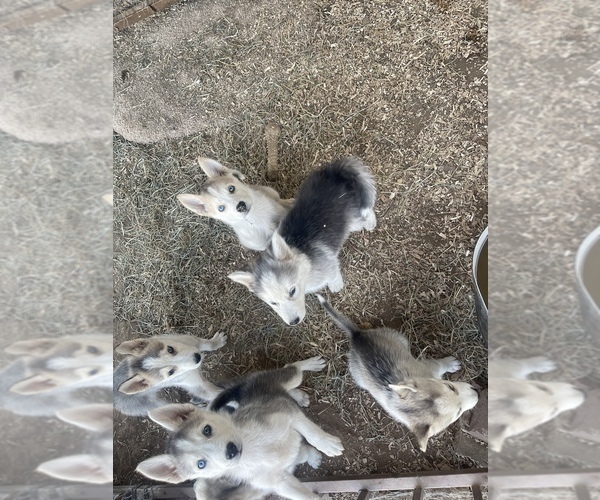 Medium Photo #2 Siberian Husky Puppy For Sale in RIO LINDA, CA, USA