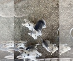 Small Photo #2 Siberian Husky Puppy For Sale in RIO LINDA, CA, USA