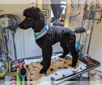 Small Photo #37 Poodle (Standard) Puppy For Sale in SAND SPRINGS, OK, USA