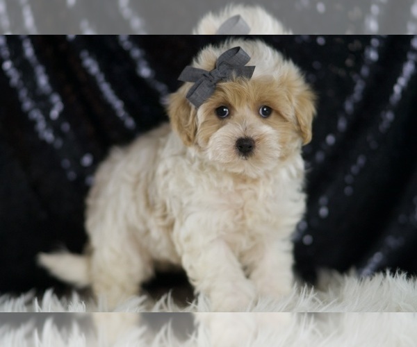 Medium Photo #53 Maltipoo (Miniature) Puppy For Sale in WARSAW, IN, USA