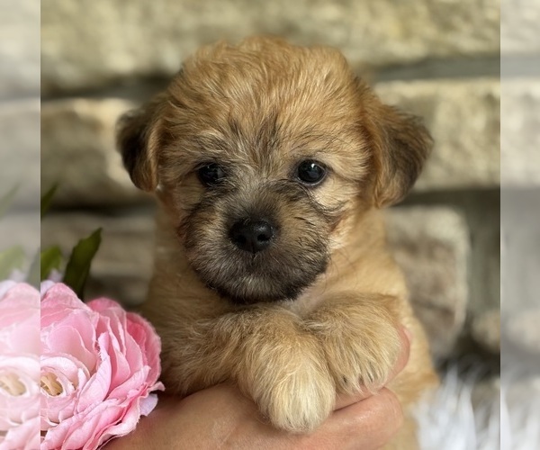 Medium Photo #2 Morkie Puppy For Sale in ROCK STREAM, NY, USA
