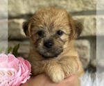 Small #1 Morkie
