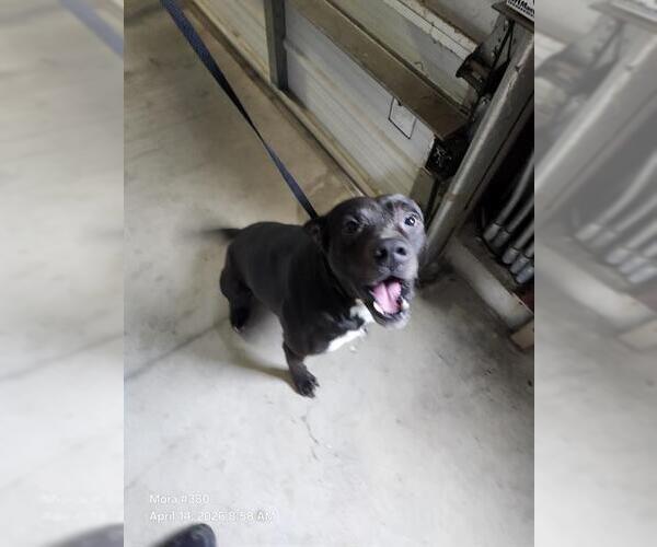 Medium Photo #1 American Staffordshire Terrier-Unknown Mix Puppy For Sale in San Antonio, TX, USA