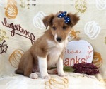 Small Photo #15 Shetland Sheepdog Puppy For Sale in LAKELAND, FL, USA