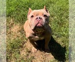 Small #4 American Bulldog Mix