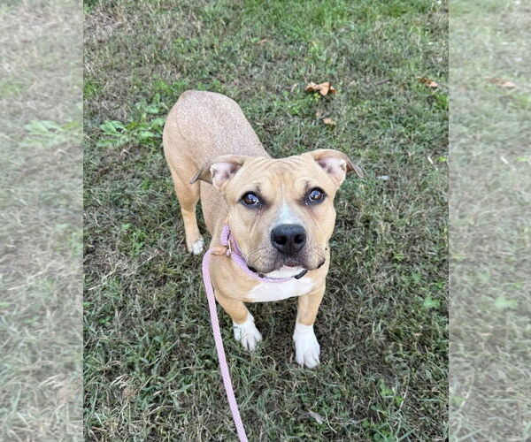 Medium Photo #2 American Pit Bull Terrier Puppy For Sale in Rockville, MD, USA