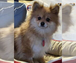 Pomeranian Dogs for adoption in St. Louis Park, MN, USA