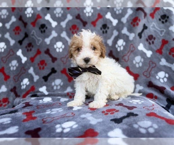 Medium Photo #2 Cavapoo (Miniature) Puppy For Sale in LAKELAND, FL, USA