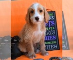 Small Photo #9 Australian Labradoodle Puppy For Sale in ASPERMONT, TX, USA