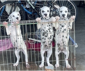 Dalmatian Puppy for sale in CAPE CORAL, FL, USA