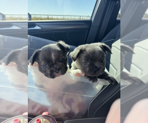 Medium Photo #17 French Bulldog Puppy For Sale in MIDLAND, TX, USA