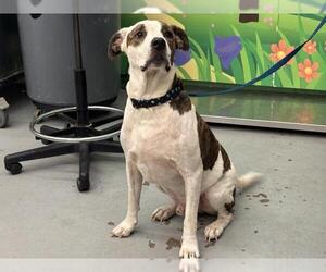 American Pit Bull Terrier Dogs for adoption in Waco, TX, USA