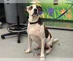 Small American Pit Bull Terrier